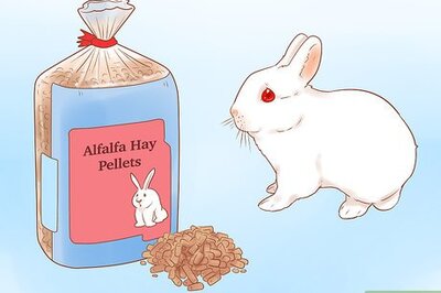 How to Feed Your Rabbit with Pellets