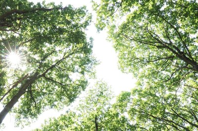 The Inherent Nature of Trees: 10 Things You Didn't Know About