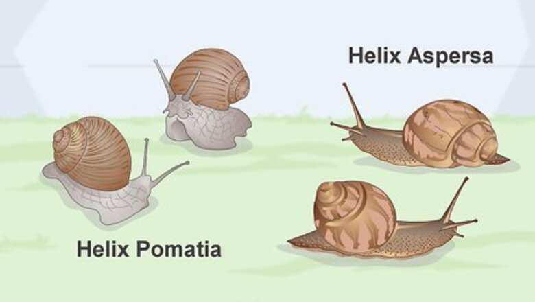 How to Snail Farm