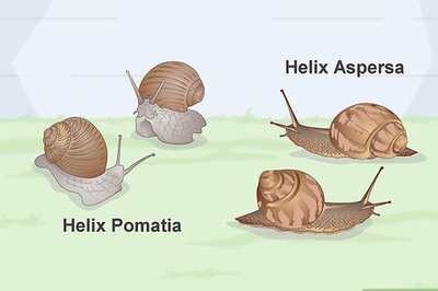 How to Snail Farm