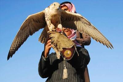Saudi Prince Buys Airplane Seats to Transport 80 Falcons