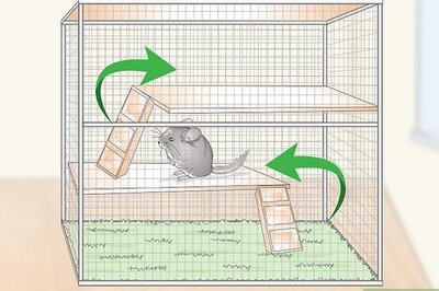 How to Keep a Chinchilla Calm