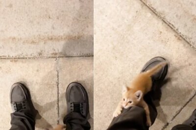 Man’s Encounter With A Stray Kitten Will Melt Your Heart