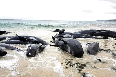 One Whale Dead, Four Euthanised After Mass Stranding on Hawaii Beach
