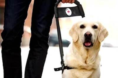 In Noida, Pay Fine If You Fail To Register Pets By February 14