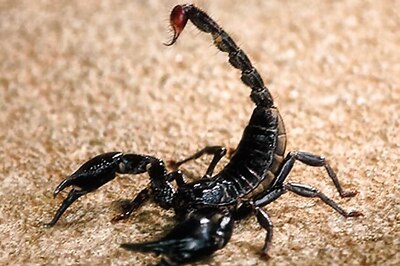 Chennai: Take-off aborted as scorpion stings man