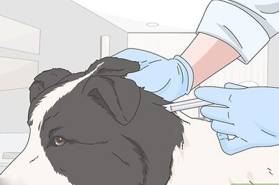 How to Travel a Long Distance with a Dog