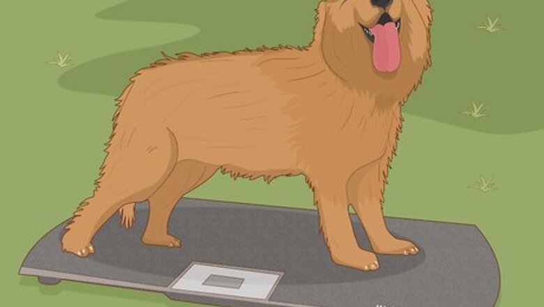 How to Choose the Right Life Jacket for Your Dog