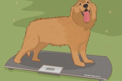 How to Choose the Right Life Jacket for Your Dog