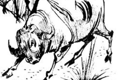 Drunk buffaloes lock horns in Bhopal