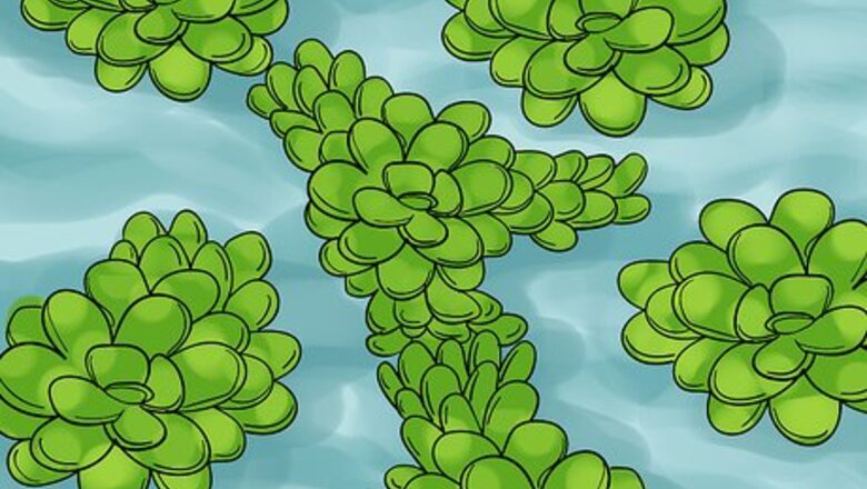 How to Grow Fairy Moss Indoors