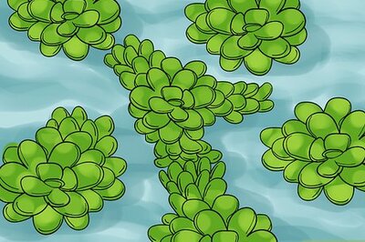 How to Grow Fairy Moss Indoors