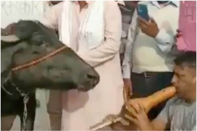 Protesting Farmers Play Snake Charmers' Flute in Front of Buffalo in Noida Ahead of Bharath Bandh