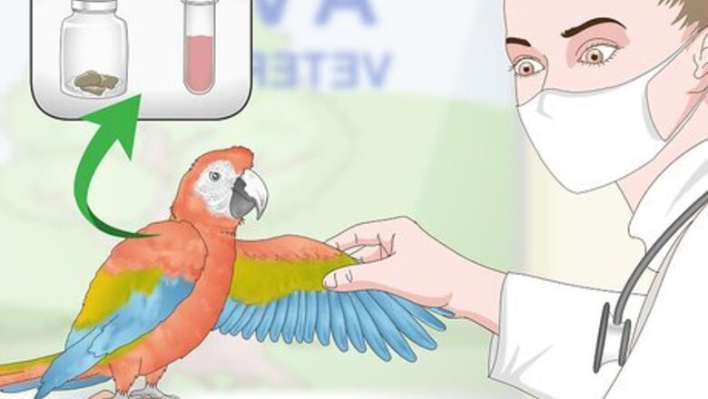 How to Stop a Macaw from Feather Picking or Chewing