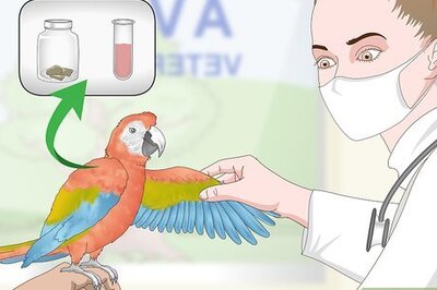 How to Stop a Macaw from Feather Picking or Chewing