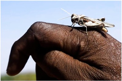 Jhansi Fire Brigade Asked to be Ready with Chemicals after Sudden Movement of Locusts