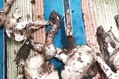 In North Karnataka, Locals Follow These Special Rules While Plucking Mushrooms