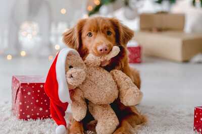 Pawsitively Safe Christmas: Tips from Your Vet to Keep Furry Friends Merry and Bright