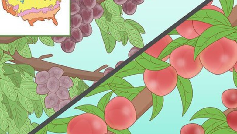 How to Grow a Plum Tree
