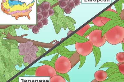 How to Grow a Plum Tree