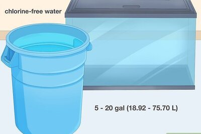 How to Start Daphnia Cultures