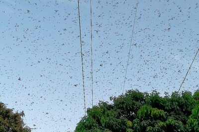 Declare Locust Menace National Disaster, Says Rajasthan Agriculture Minister