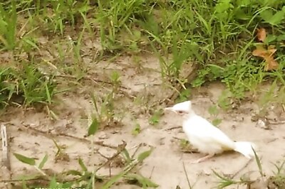 Uttarakhand: Rare White Bulbul Spotted In Jim Corbett National Park