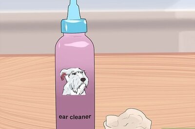 How to Clean a Terrier's Ears