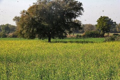 Gujarat Govt Announces Rs 31.5 Crore for Farmers Hit by Locust Menace