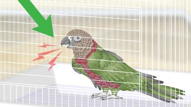 How to Handle an Aggressive Hawk Headed Parrot