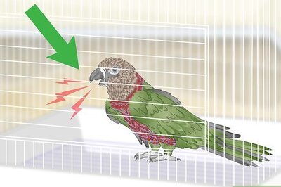 How to Handle an Aggressive Hawk Headed Parrot