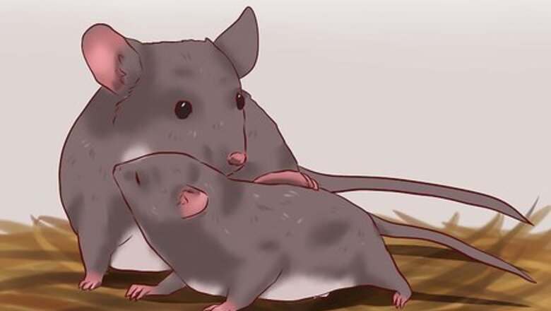 How to Care for Baby Mice