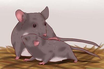How to Care for Baby Mice
