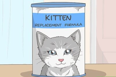 How to Make Kitten Formula