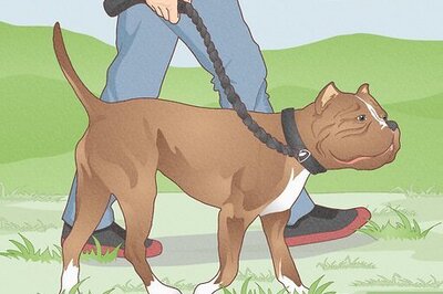 How to Train a Pit Bull