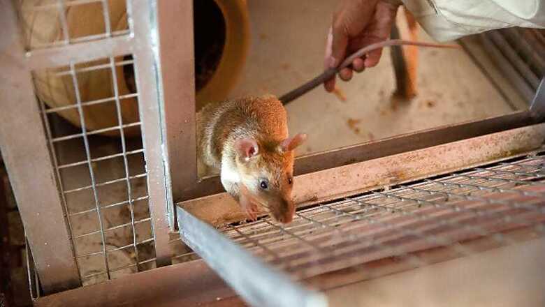 Railways Hire 'Contract Killer' to End Rat Menace in UP