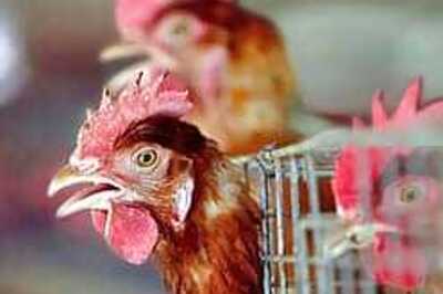 Bird flu spreads to Nigeria