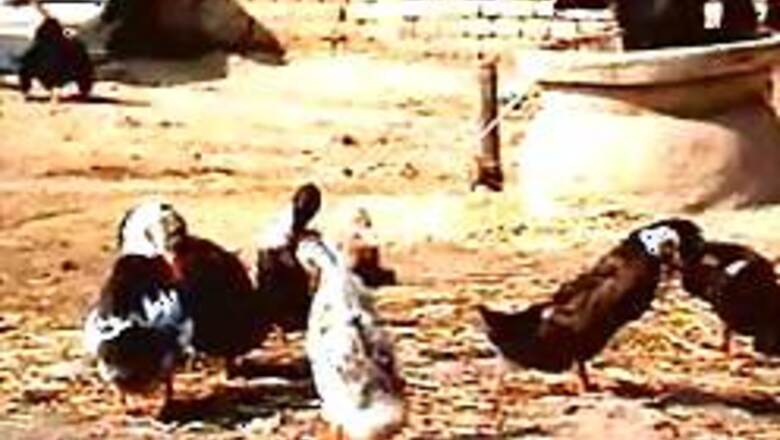 Bird flu spreads to new areas of West Bengal