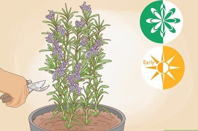 How to Prune Rosemary