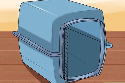 How to Safely Transport Your Guinea Pigs in the Car