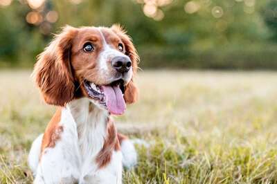 Tips For Detecting Food Allergies And Measures For Your Pet Pooch