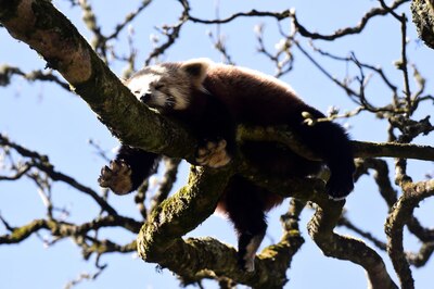 National Endangered Species Day 2021: Animals in India That You Should See Before They Vanish