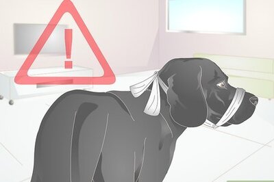 How to Apply a Gauze Muzzle to a Dog