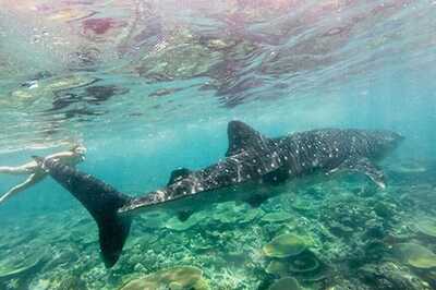 Woman Falls Into Shark Tank at Feeding Time. Guess What Happens Next