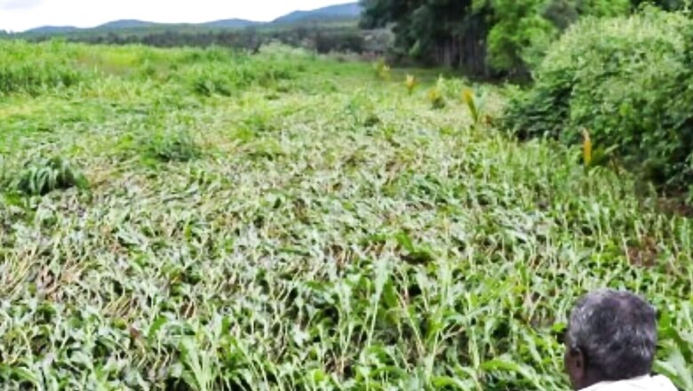 Agriculture Ministry Gives Green Signal To 100 Fodder-Centric FPOS In 2022-23