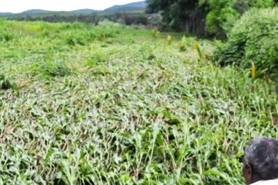 Agriculture Ministry Gives Green Signal To 100 Fodder-Centric FPOS In 2022-23