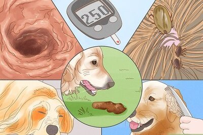 How to Stop a Dog from Eating Poop with Pineapple