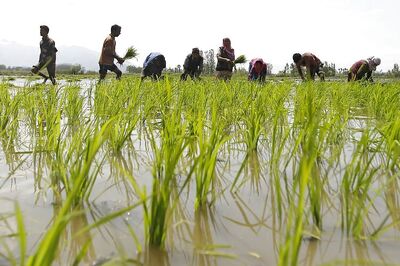 Marathwada reels under severe drought, farmer suicides on rise