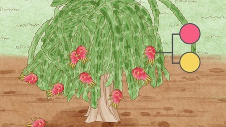 How to Know When a Dragon Fruit Is Ripe & Ready to Eat