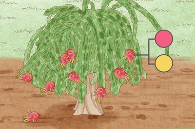 How to Know When a Dragon Fruit Is Ripe & Ready to Eat